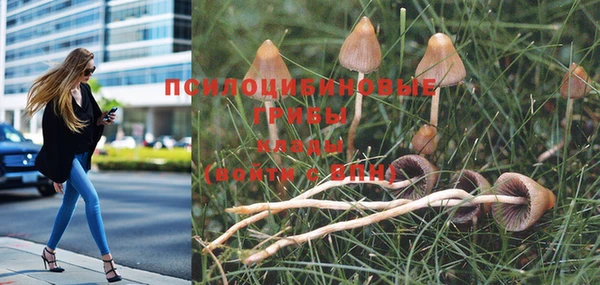 PSILOCYBIN Арсеньев